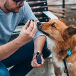 man in gray t-shirt holding brown and white short coated dog