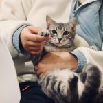 person holding silver tabby cat